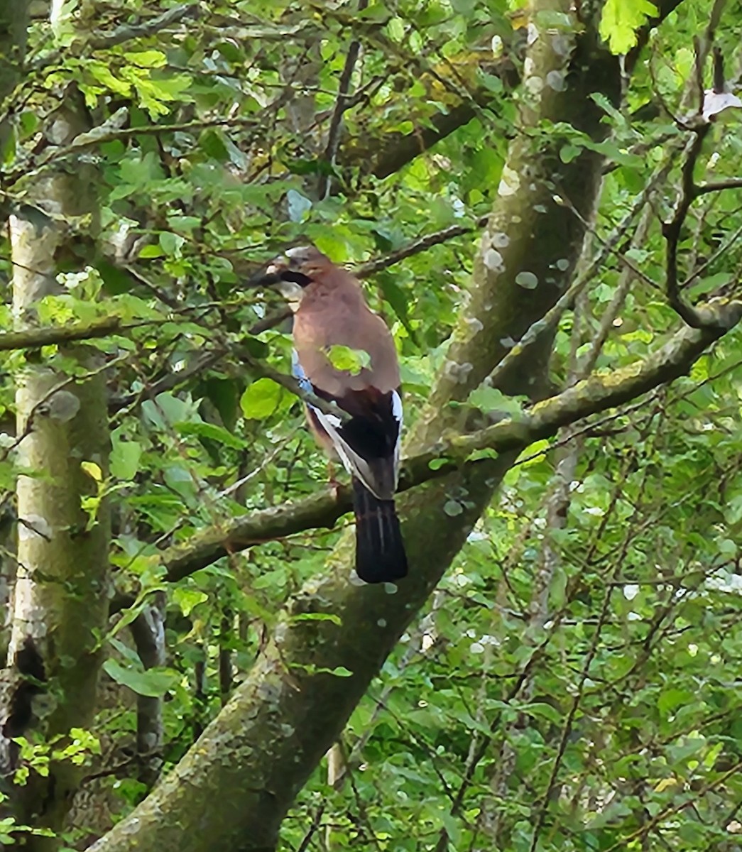 Eurasian Jay - Megan Taylor