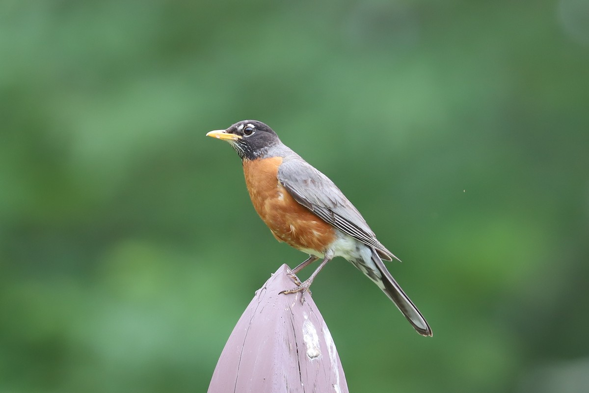 American Robin - ML587111621