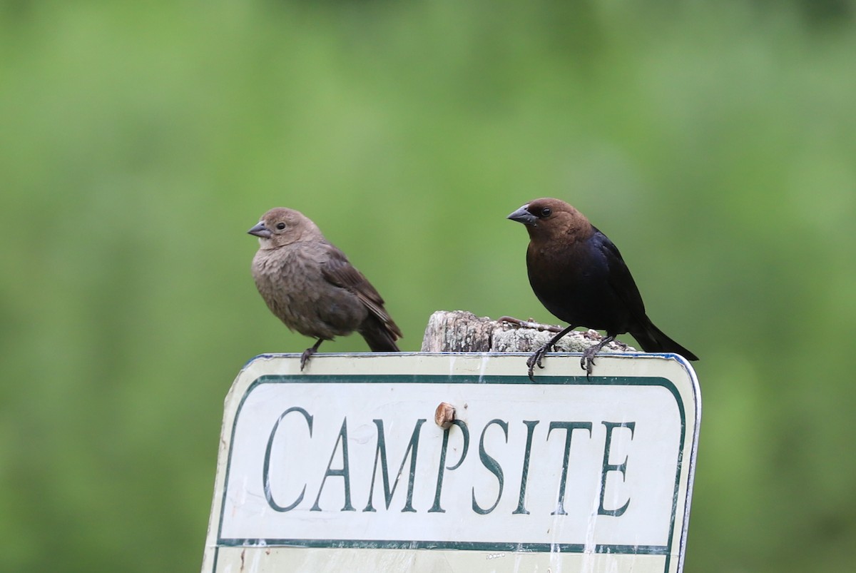 Brown-headed Cowbird - ML587111791