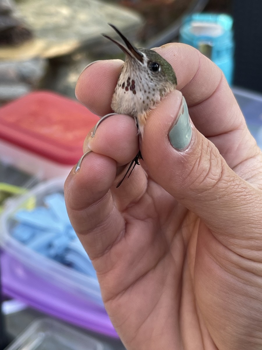 Calliope Hummingbird - ML587111811