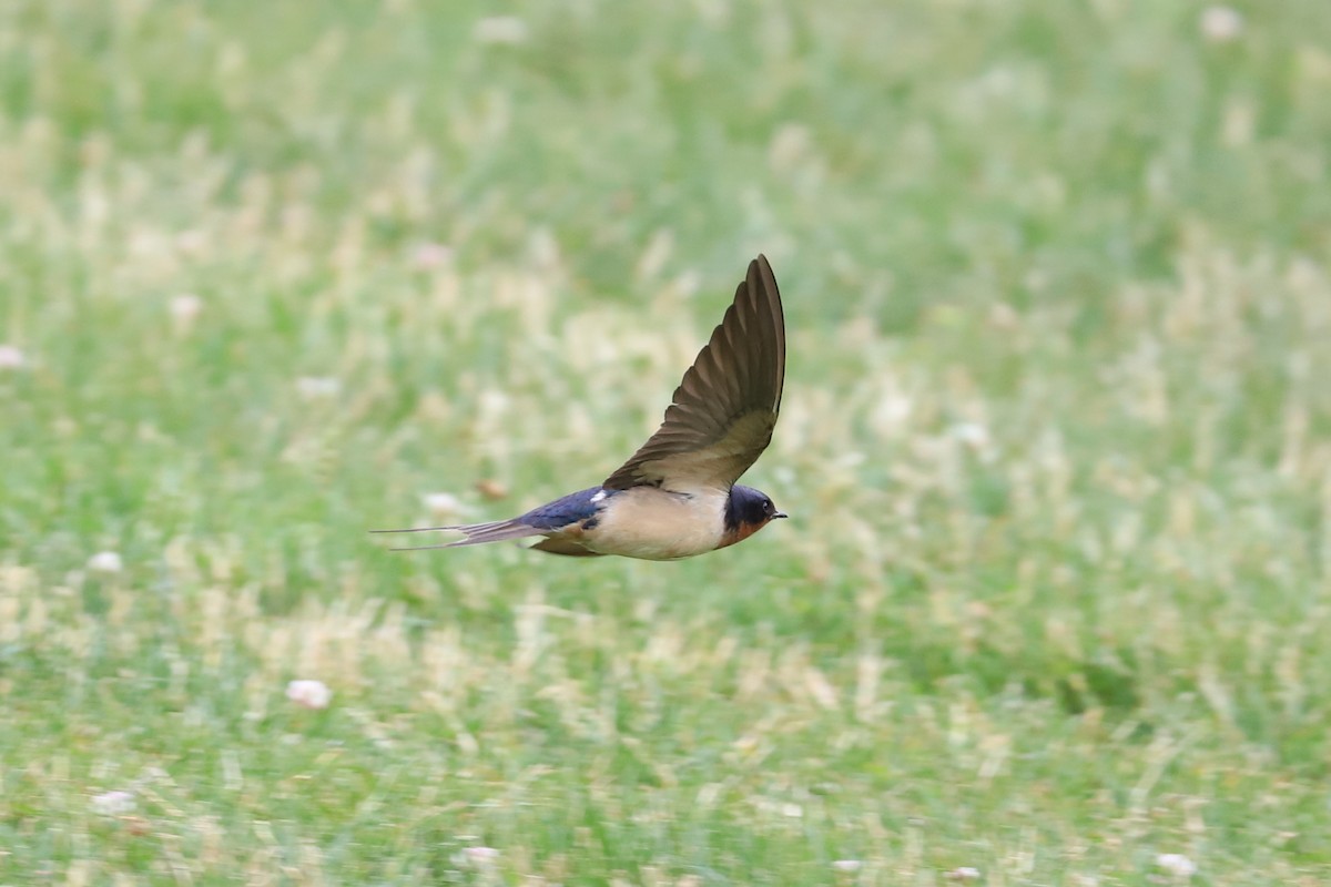 Barn Swallow - ML587112011