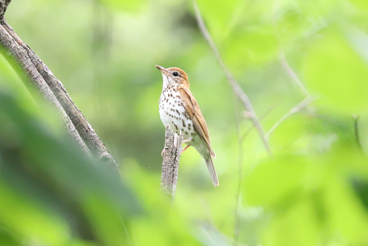 Wood Thrush - ML587112101