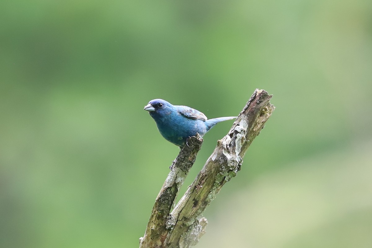 Passerin indigo - ML587112151