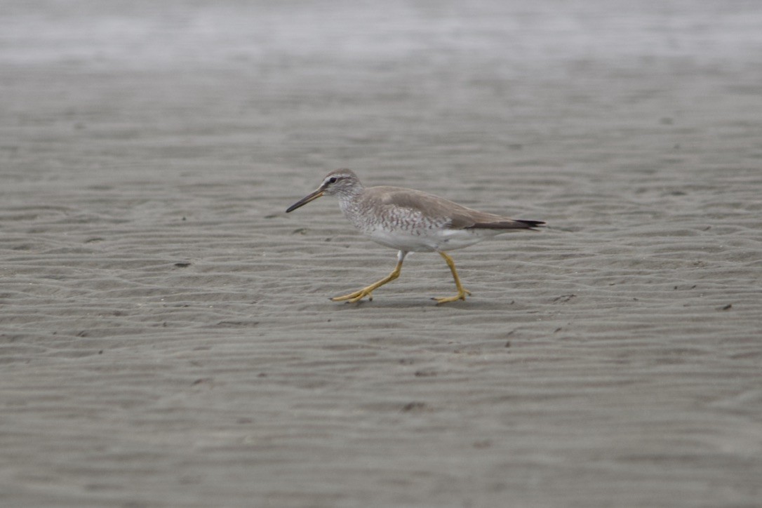 Gray-tailed Tattler - ML587113811