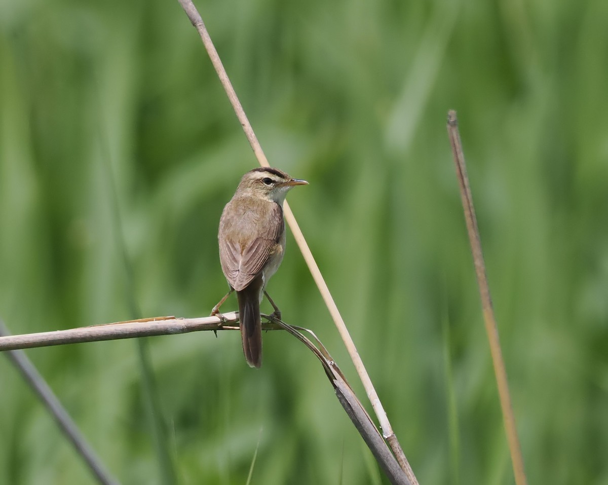 Black-browed Reed Warbler - ML587113931