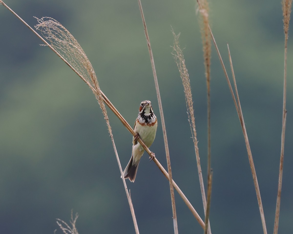 Chestnut-eared Bunting - Andrew Whitehouse