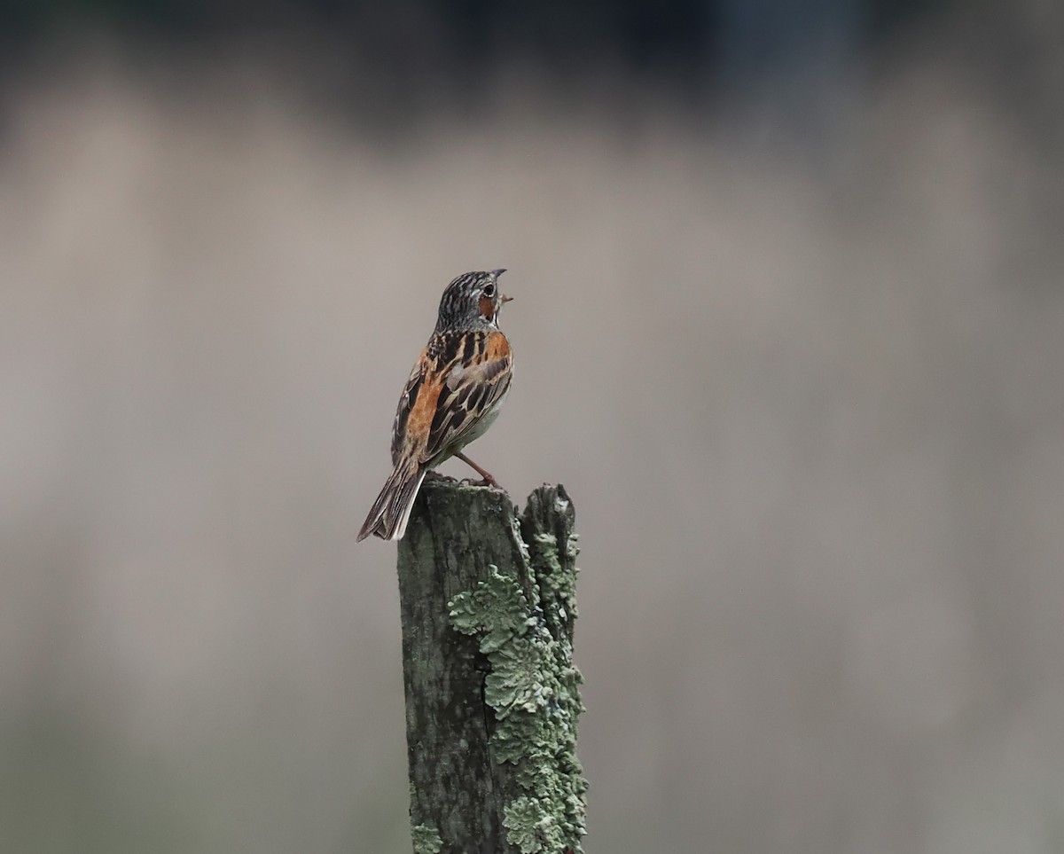 Chestnut-eared Bunting - Andrew Whitehouse