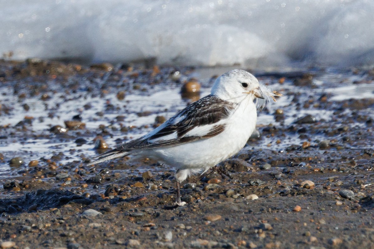 Snow Bunting - ML587114221