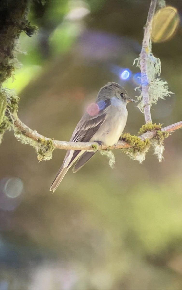 Western Wood-Pewee - ML587114361