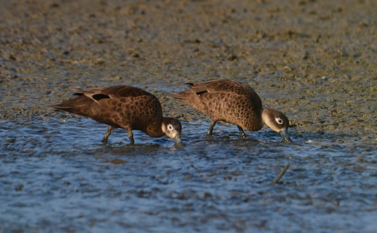 Andaman Teal - Premchand Reghuvaran