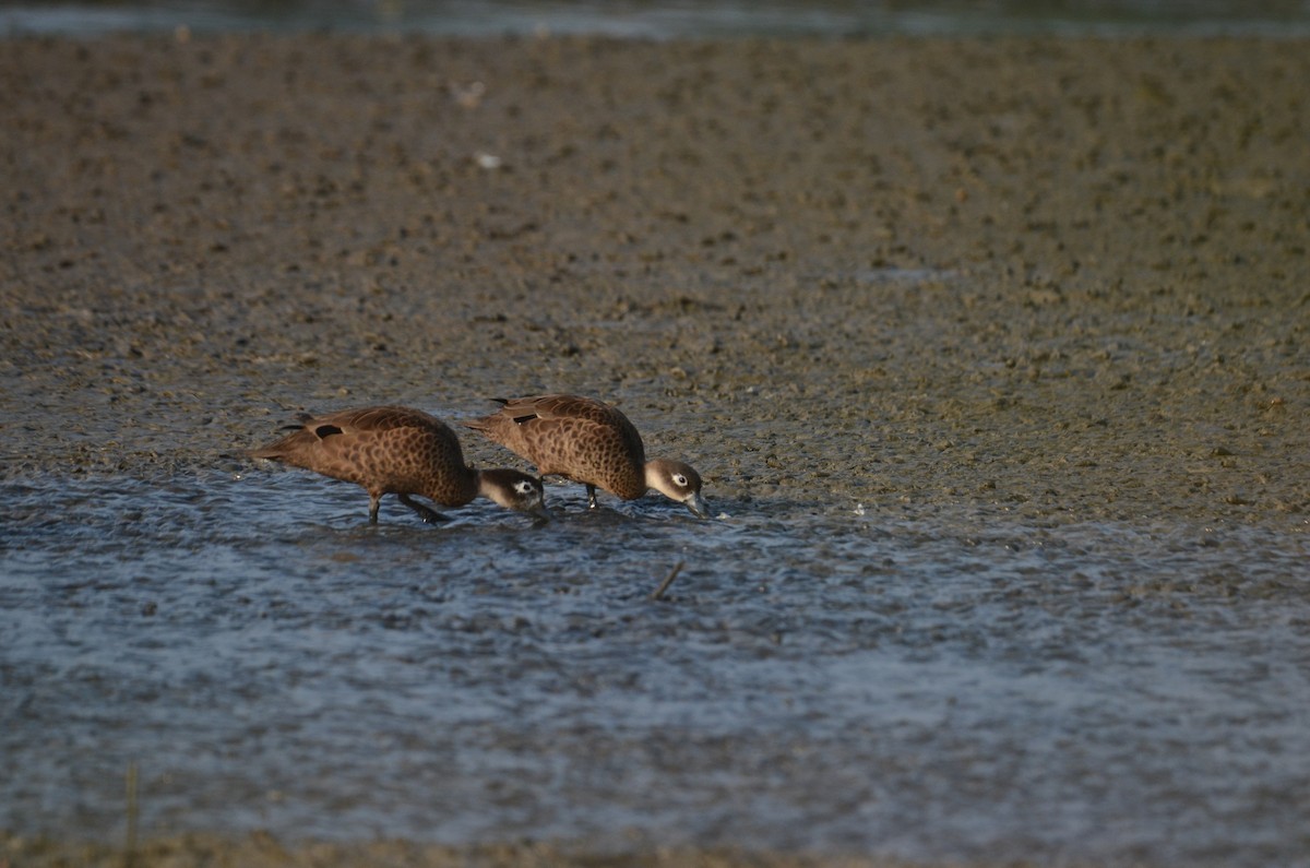 Andaman Teal - Premchand Reghuvaran