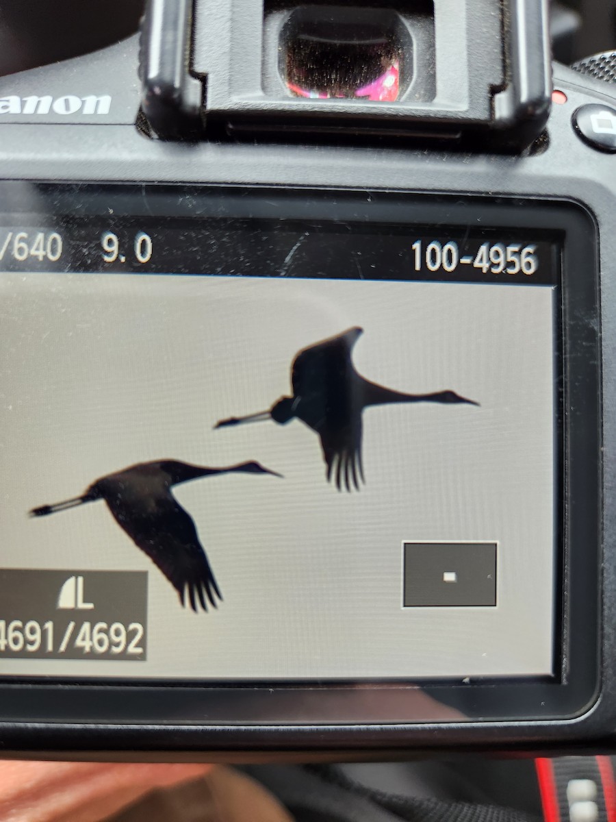 Sandhill Crane - Kyle Rambo