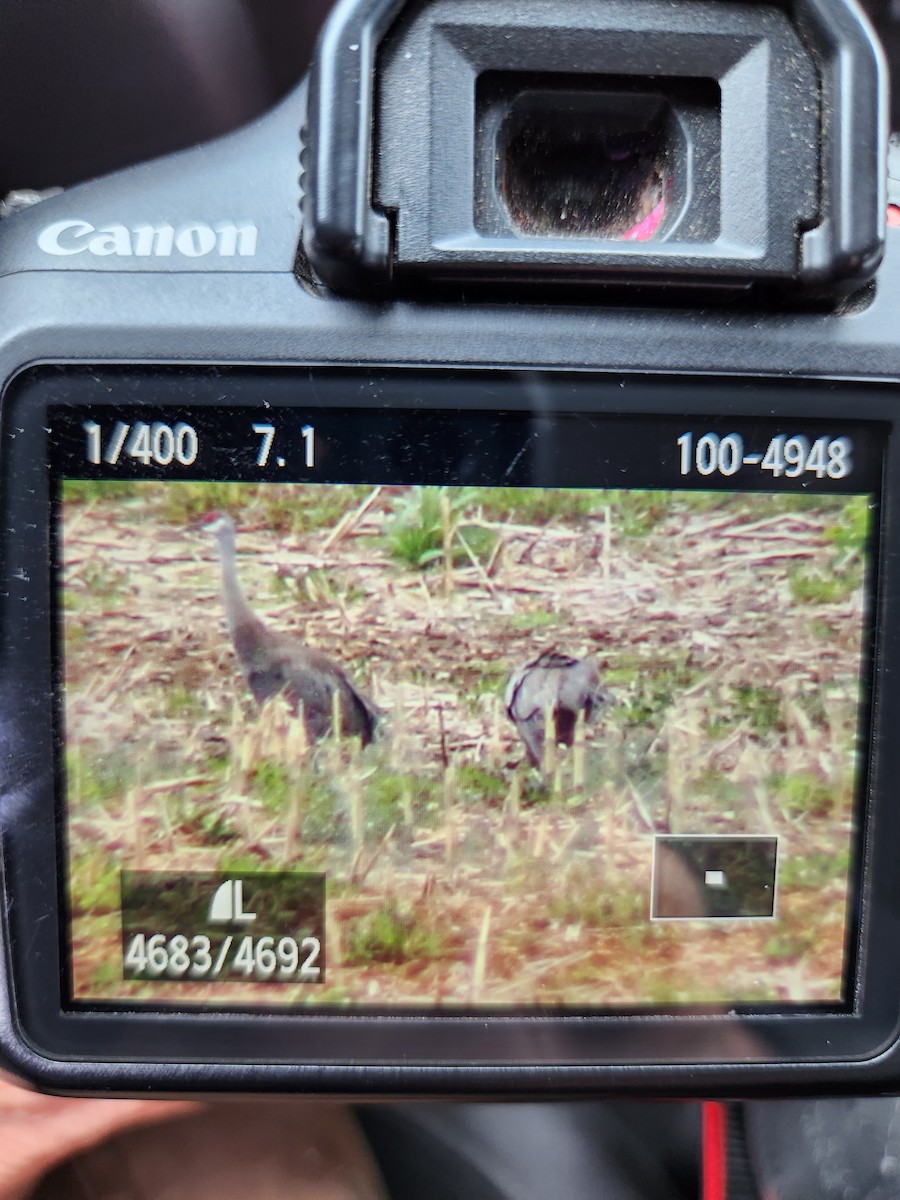 Sandhill Crane - ML587114721