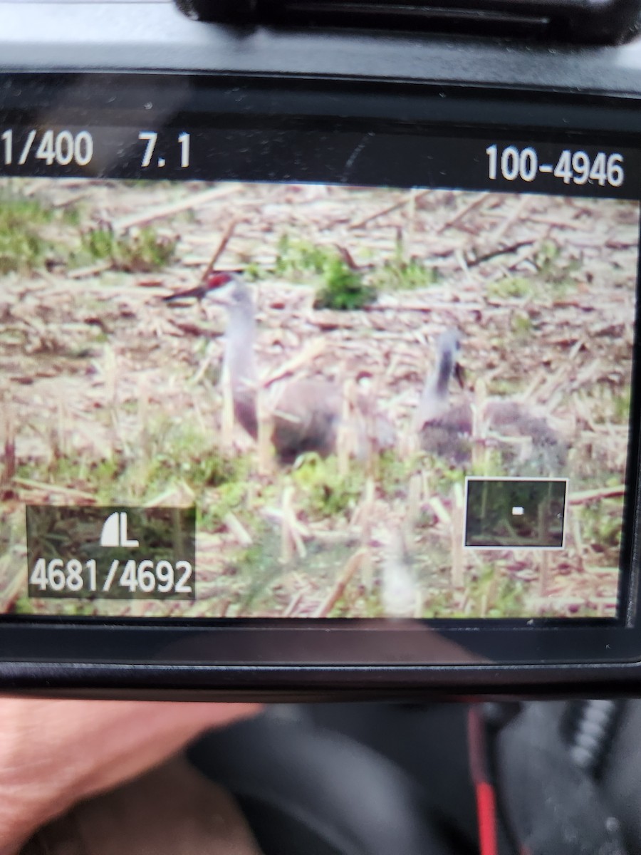 Sandhill Crane - ML587114731