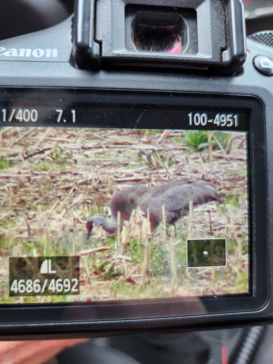 Sandhill Crane - ML587114741