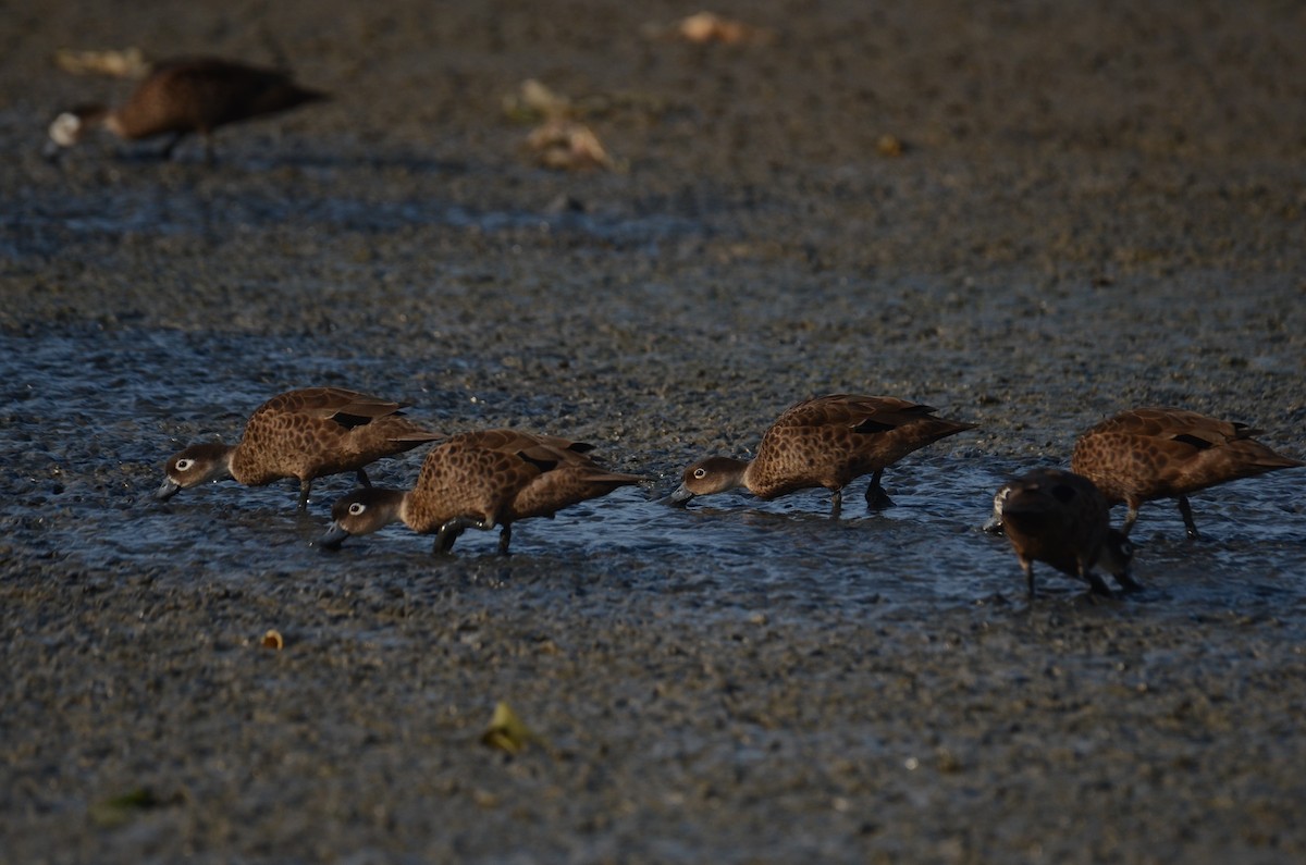 Andaman Teal - Premchand Reghuvaran