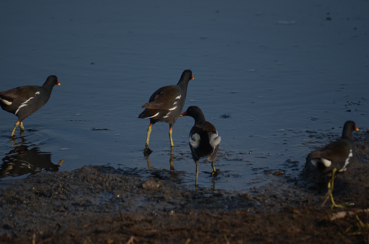 Eurasian Moorhen - ML587114911