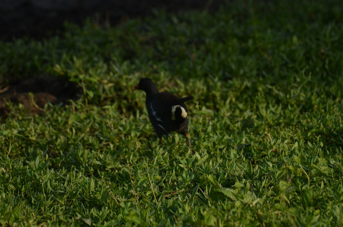 Eurasian Moorhen - ML587115081