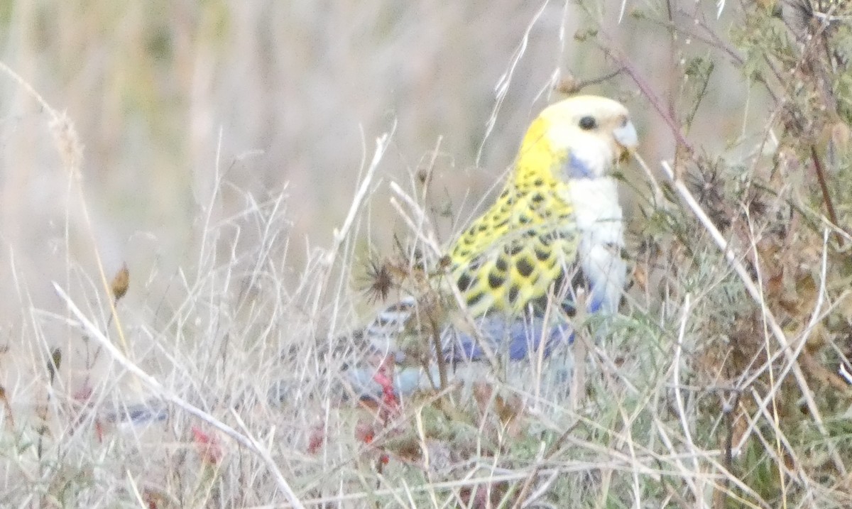 Pale-headed Rosella - ML587115341