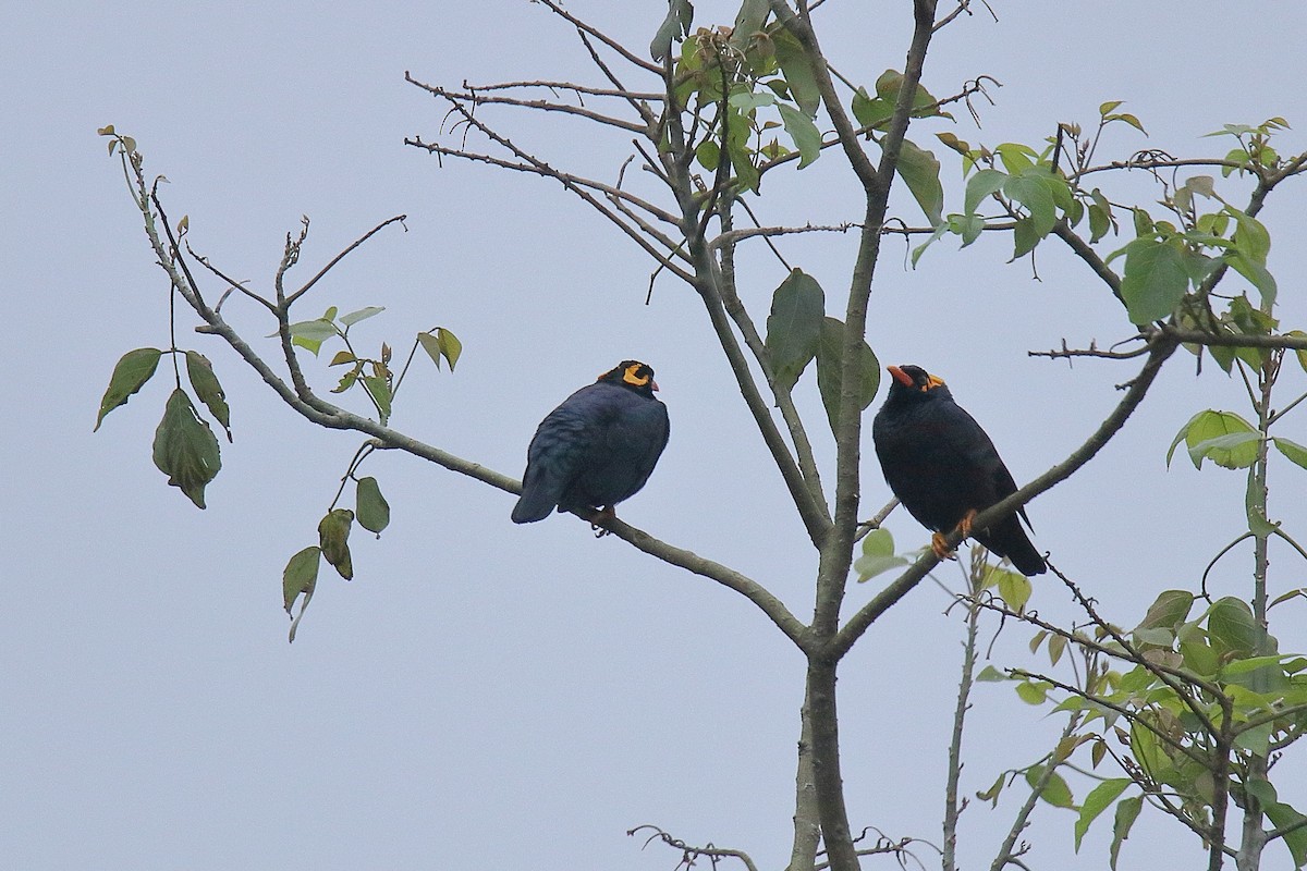 Southern Hill Myna - Harshith JV