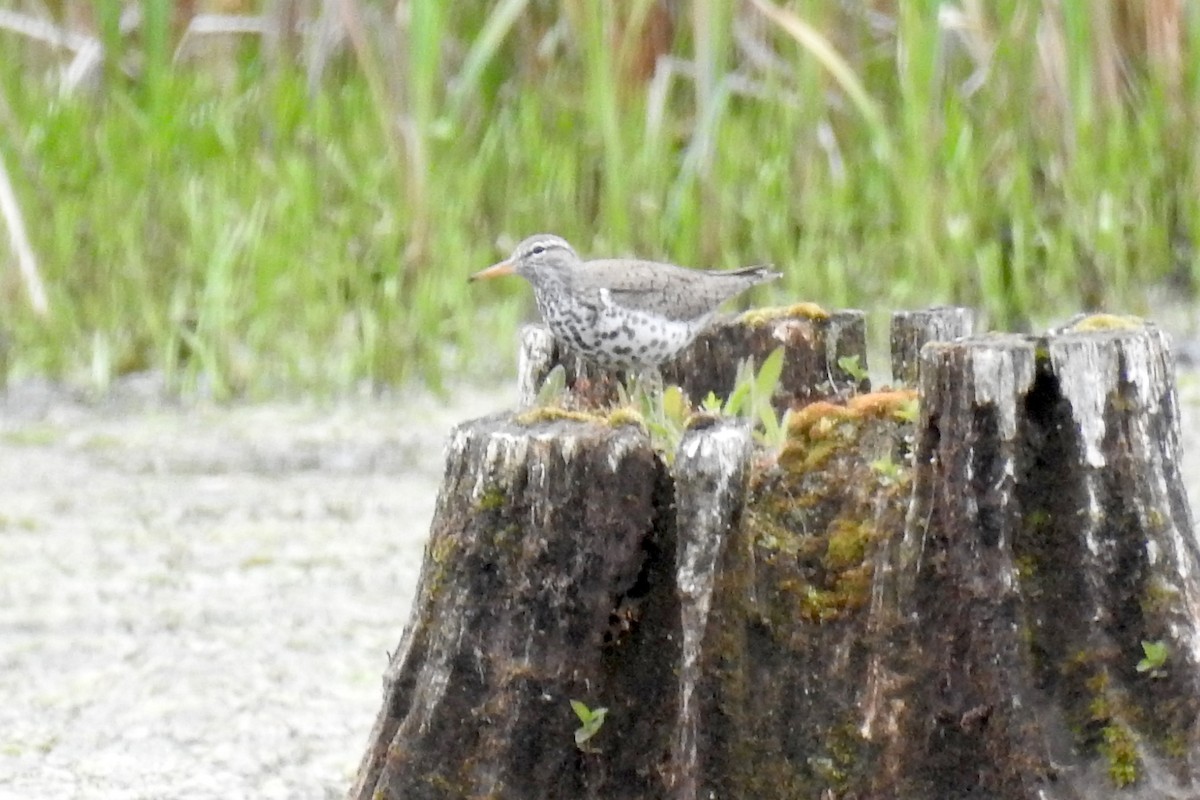 Spotted Sandpiper - Sean MInnick