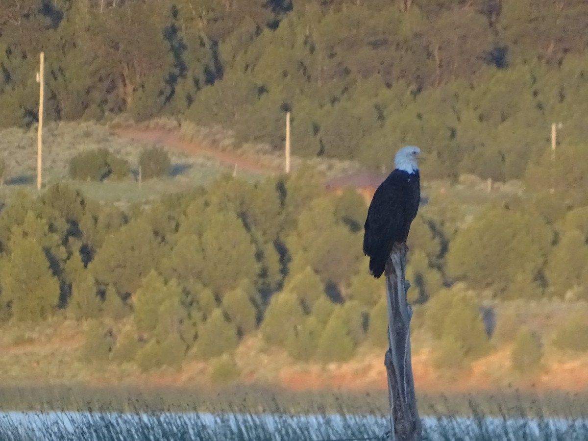 Bald Eagle - Robert Solomon