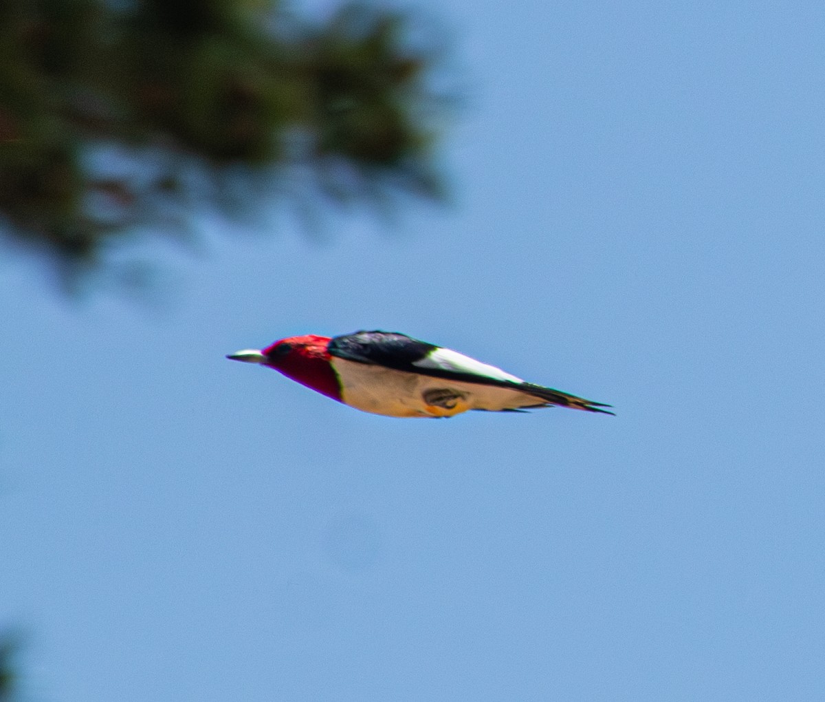 Red-headed Woodpecker - ML587117681