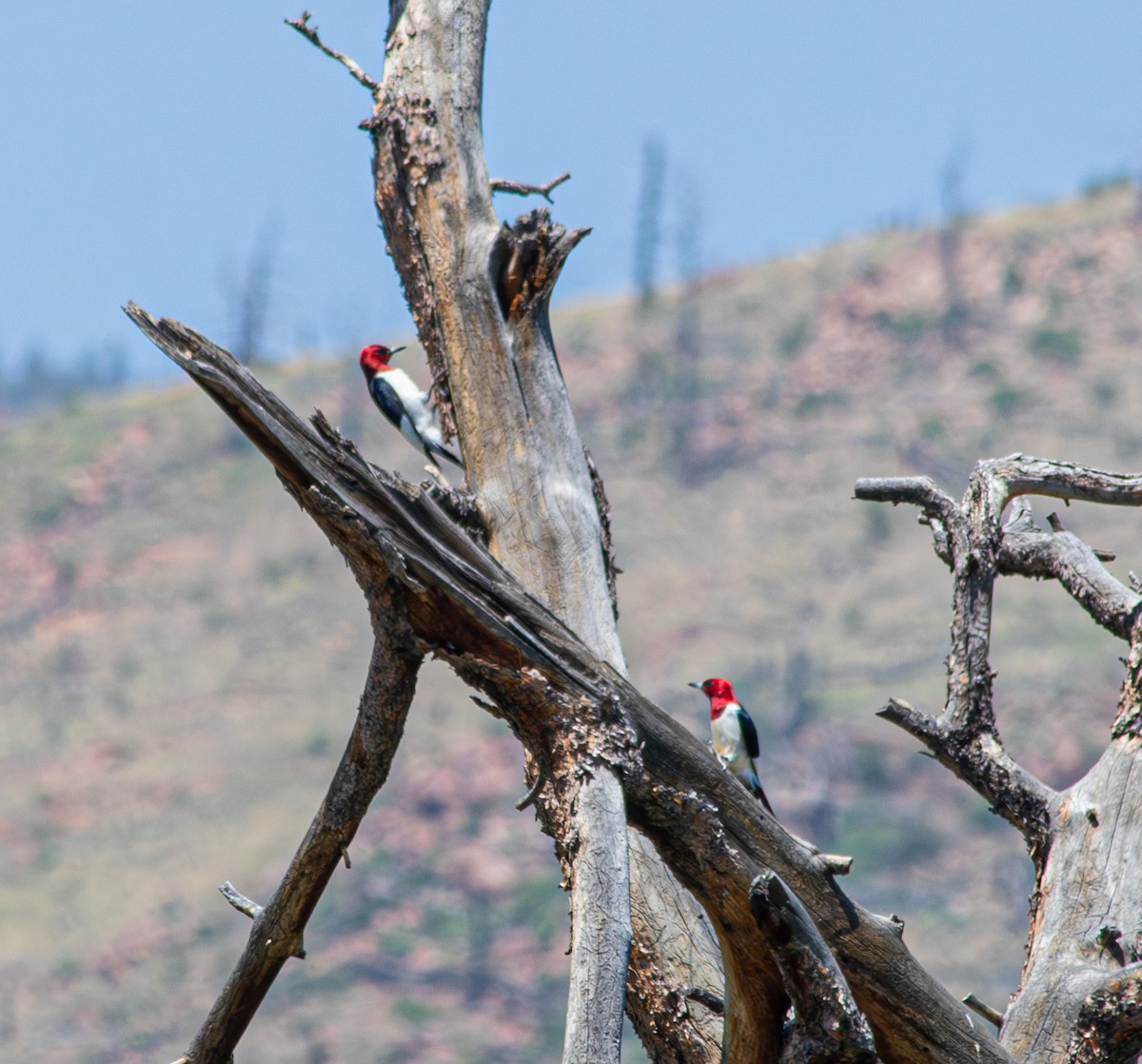 Red-headed Woodpecker - ML587117701
