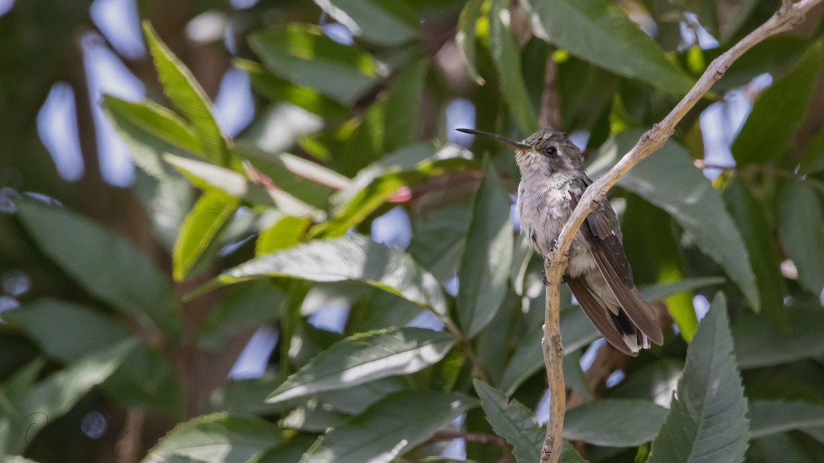 Dusky Hummingbird - ML587118081