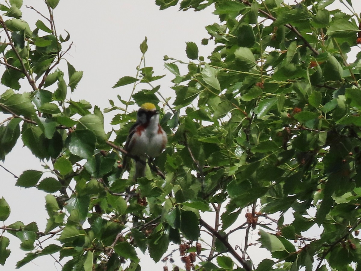 Chestnut-sided Warbler - ML587118361