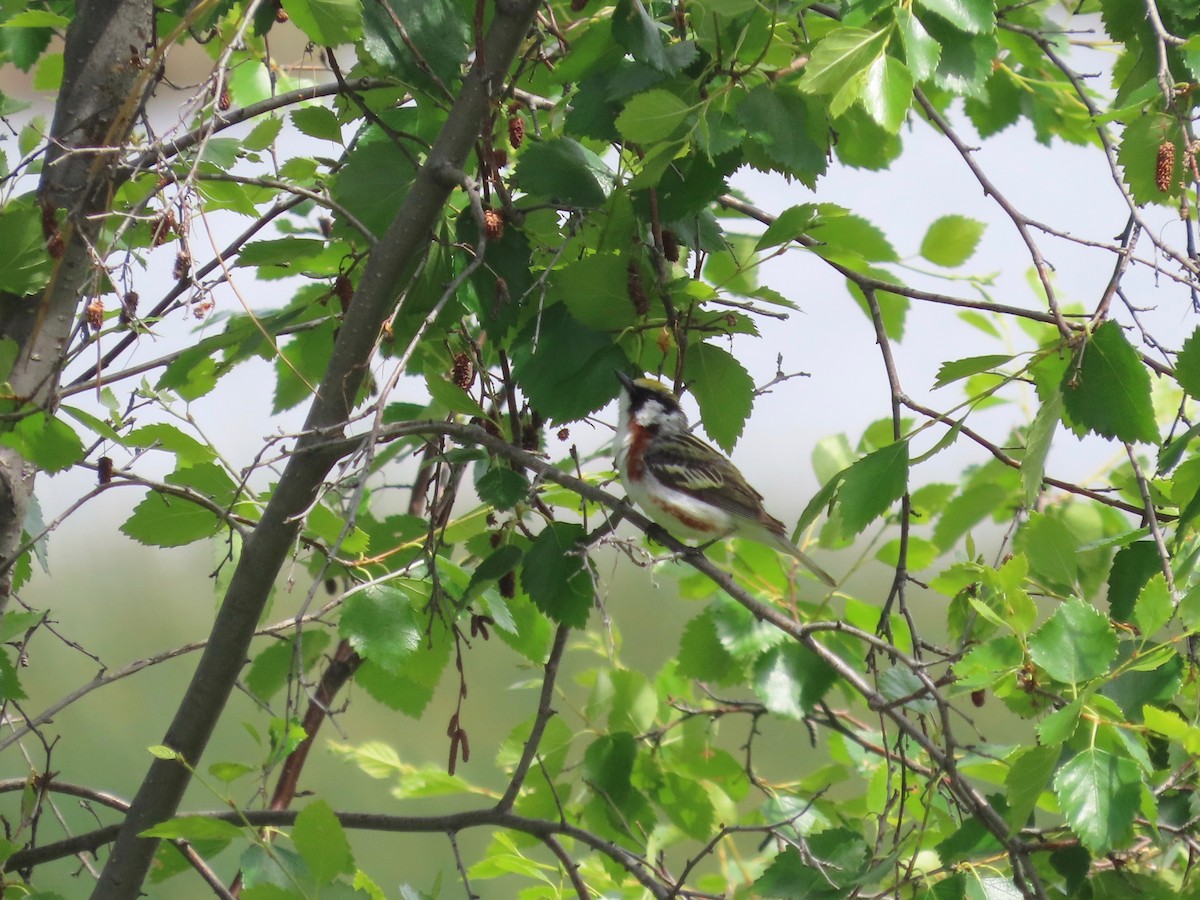 Chestnut-sided Warbler - ML587118371
