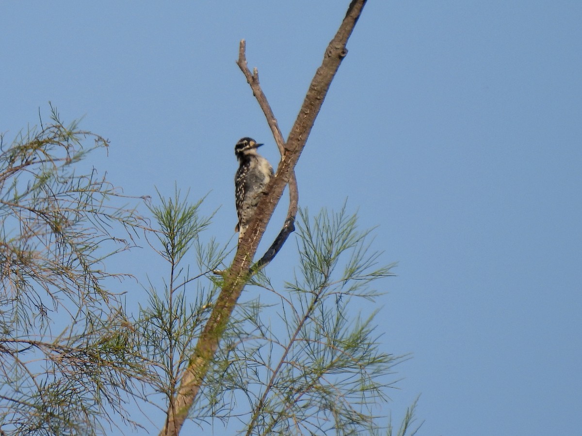 Nuttall's Woodpecker - Martha Wild