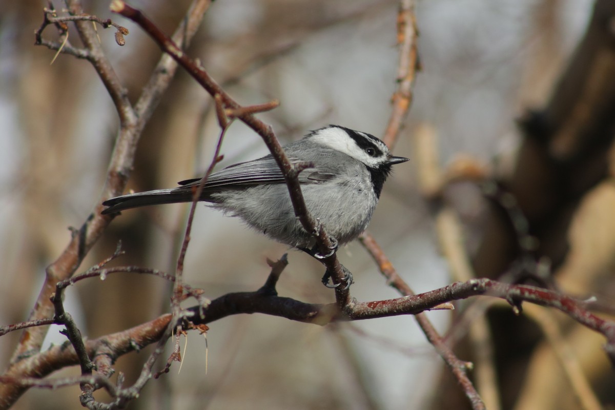 Mountain Chickadee (Pacific) - Bentley Colwill