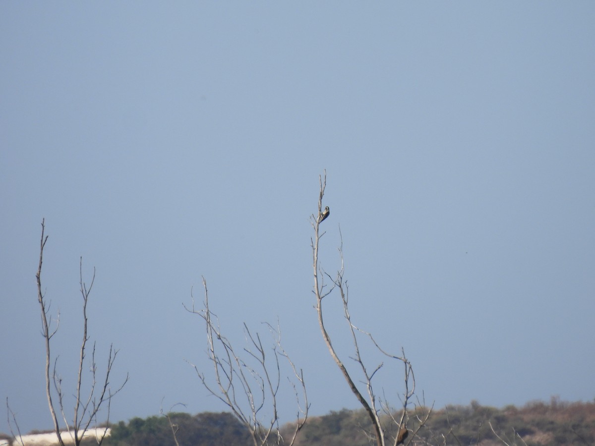 Nuttall's Woodpecker - ML587119171