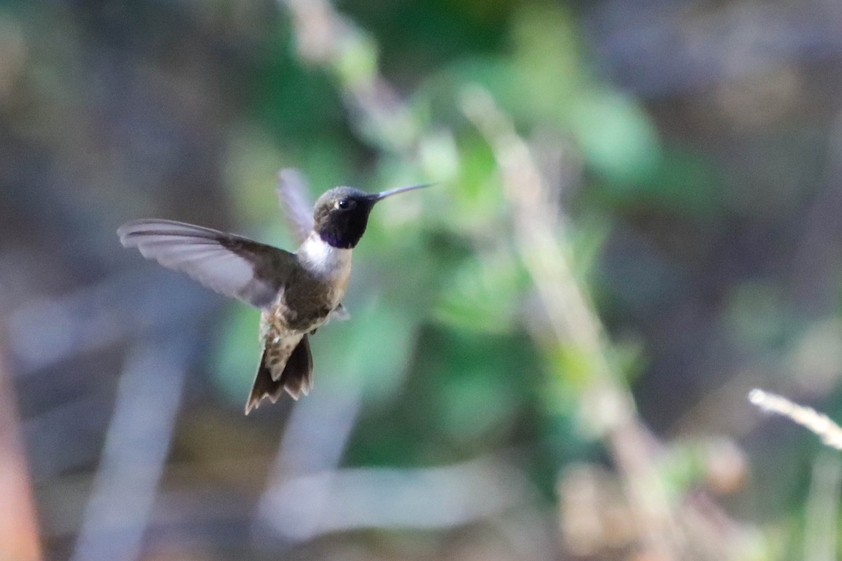 Black-chinned Hummingbird - ML587120081