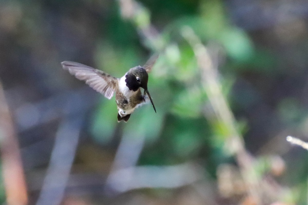 Black-chinned Hummingbird - ML587120091