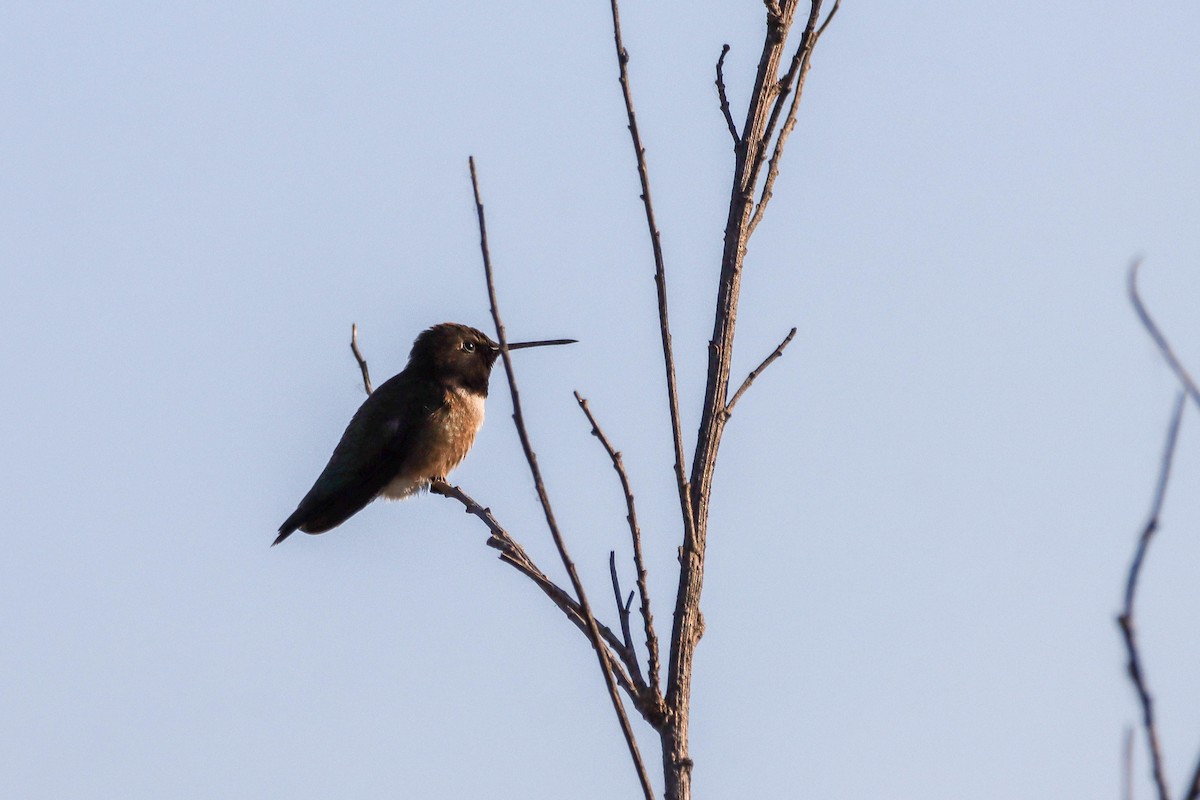 Black-chinned Hummingbird - ML587120131