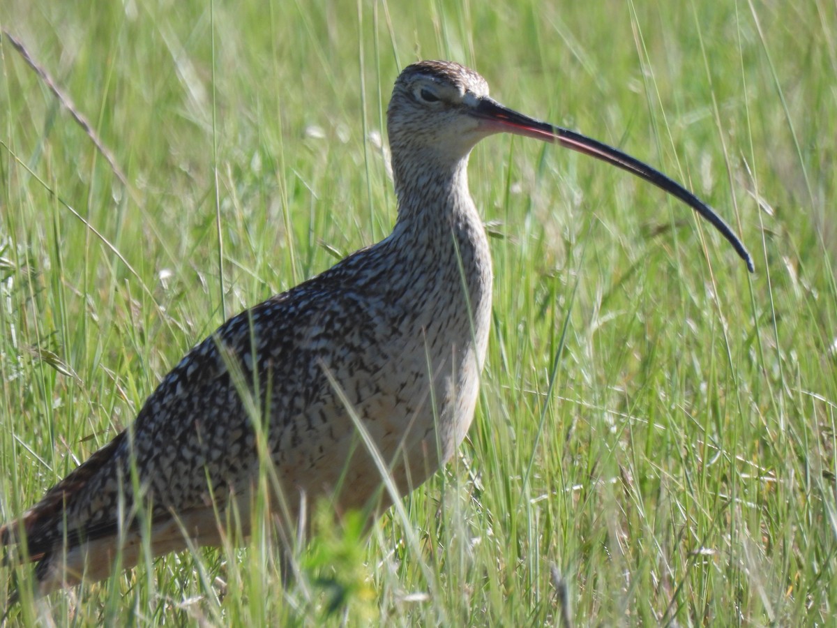 Long-billed Curlew - ML587121161