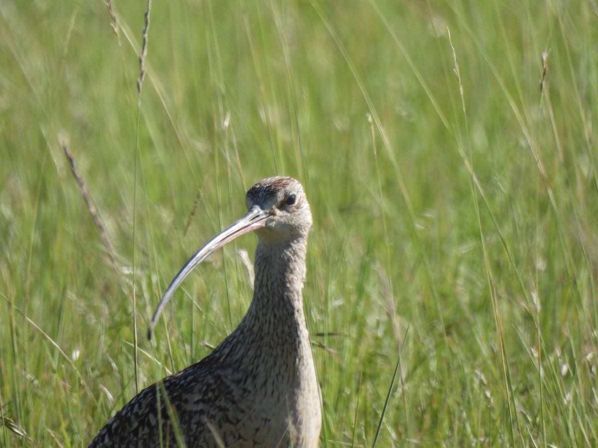 Long-billed Curlew - ML587121171