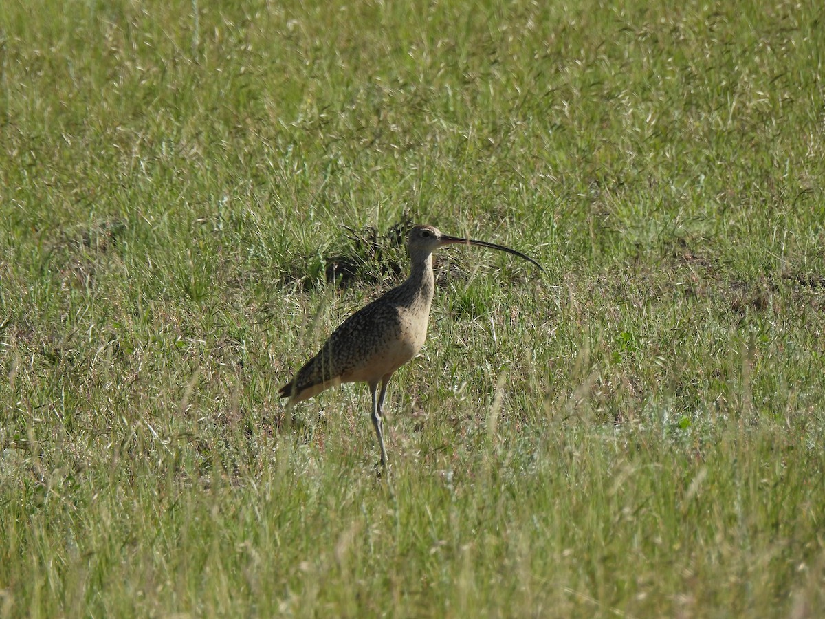 Long-billed Curlew - ML587121191