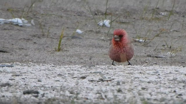 Great Rosefinch - ML587121421