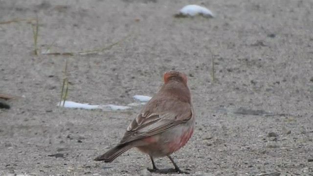 Great Rosefinch - ML587121441