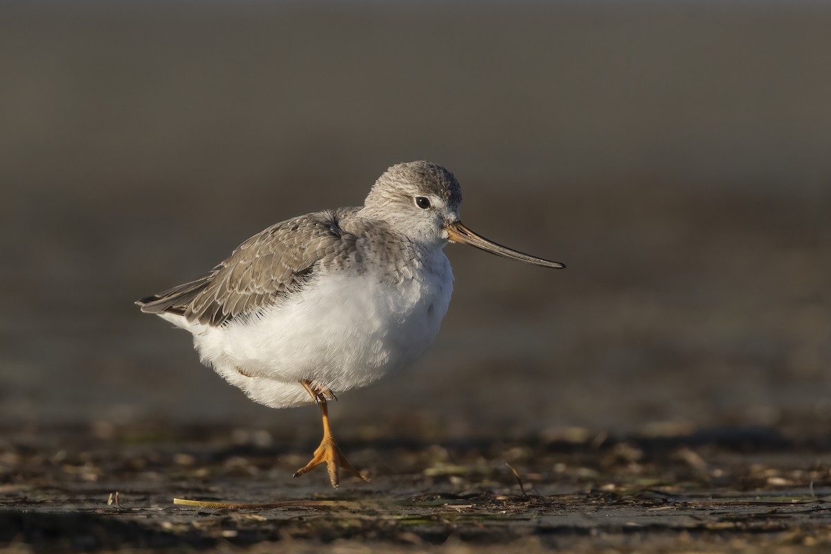 Terek Sandpiper - ML587121461