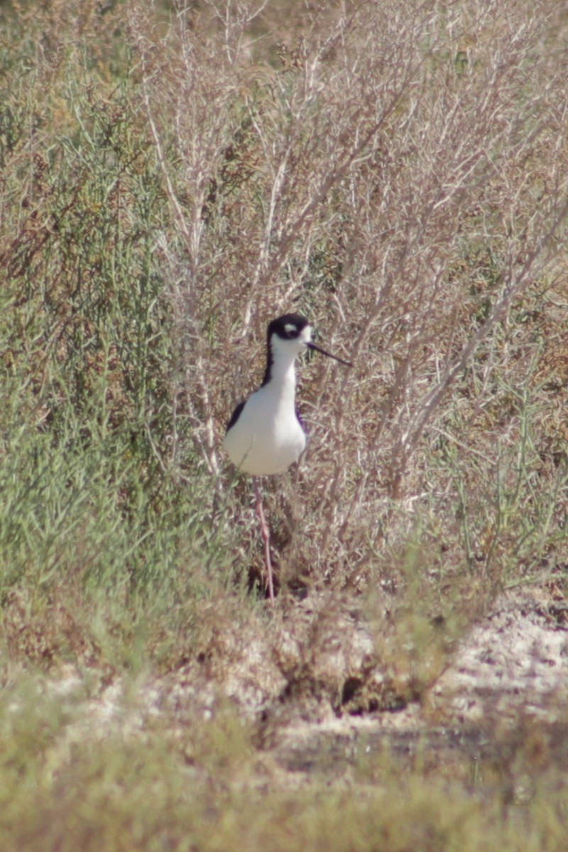 Black-necked Stilt (Black-necked) - ML587121701