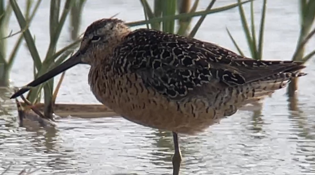 Long-billed Dowitcher - ML587122031