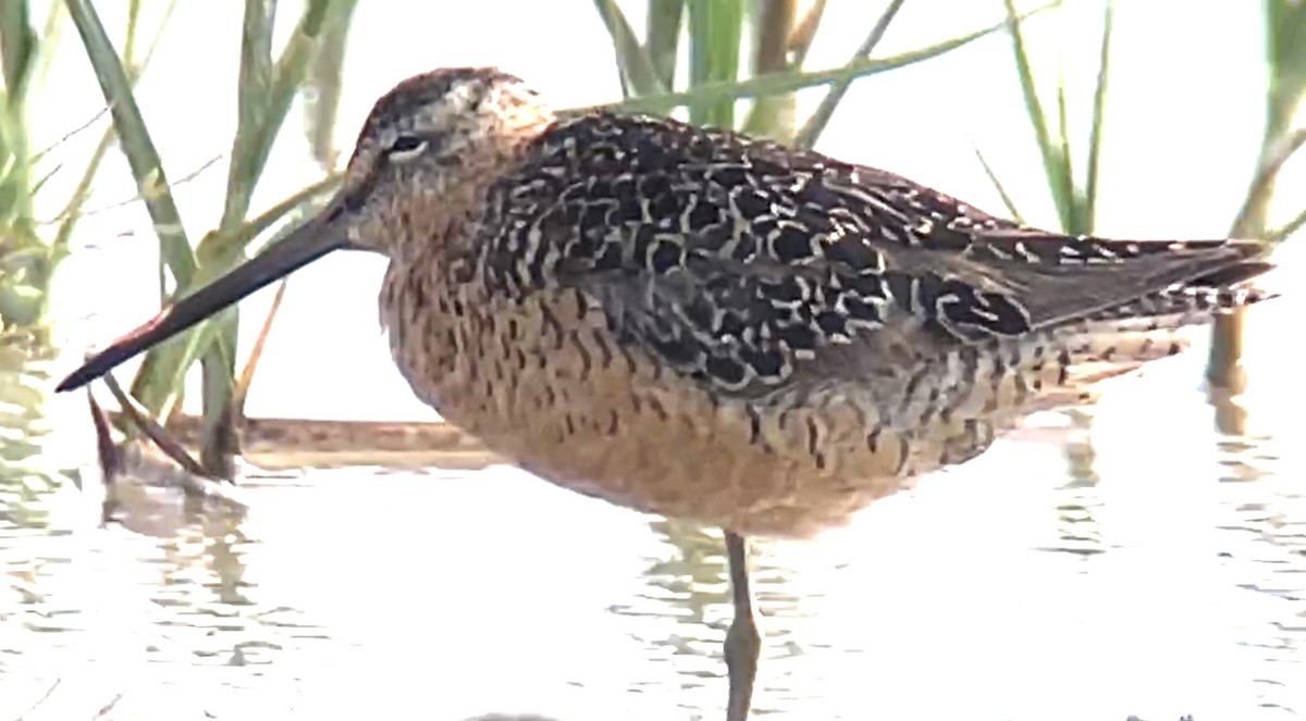 Long-billed Dowitcher - ML587122041