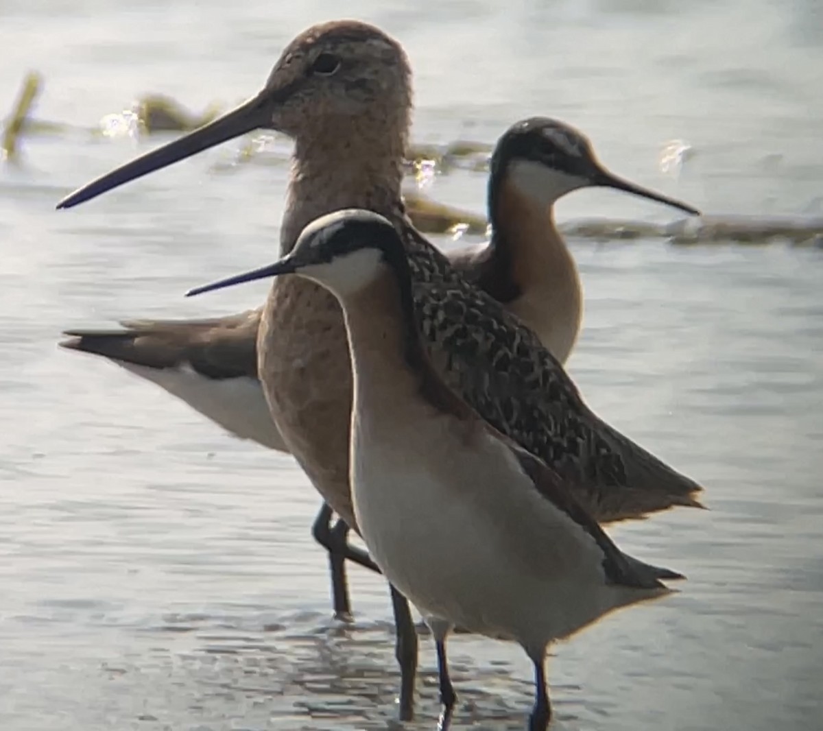 Long-billed Dowitcher - ML587122111