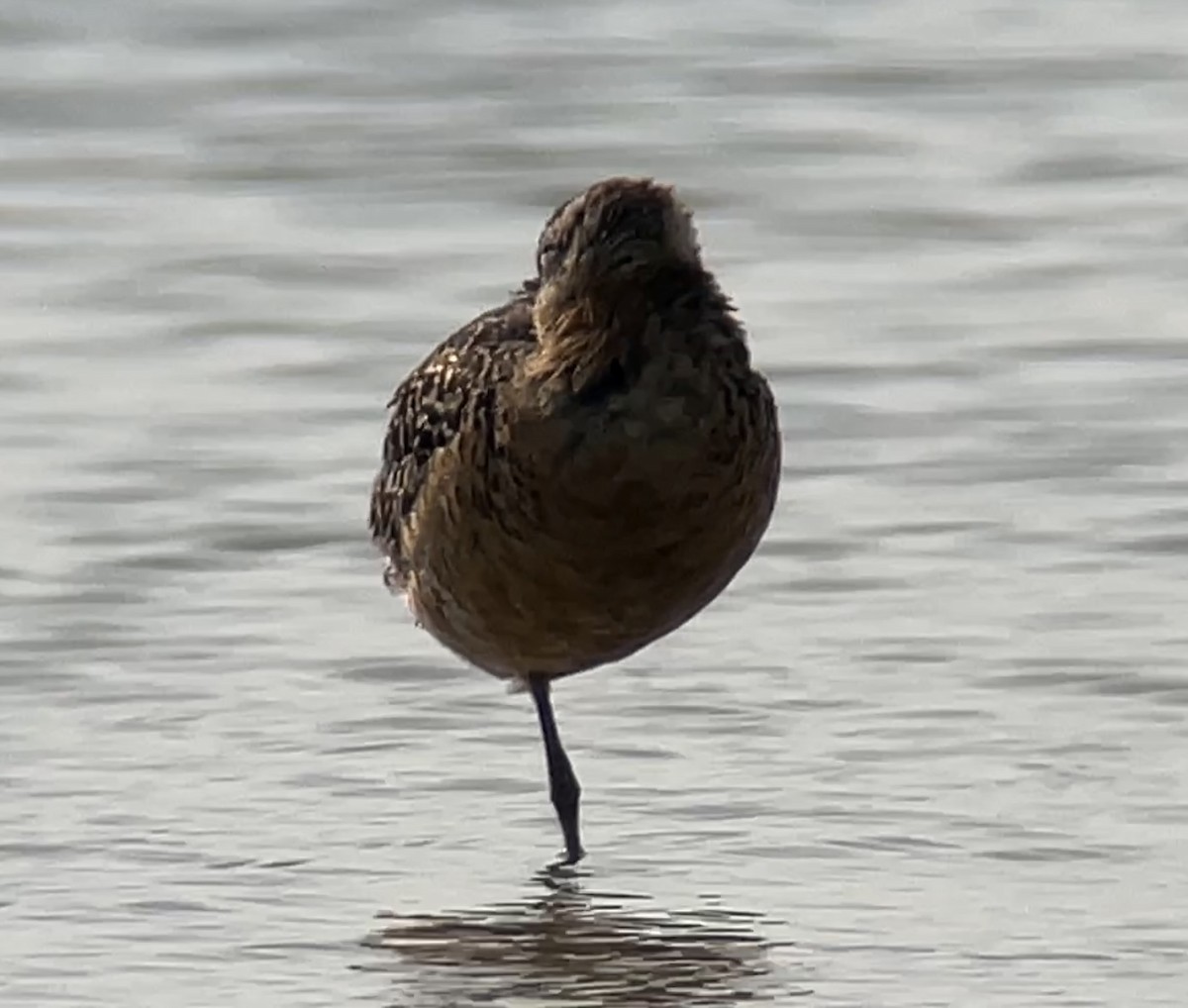 Long-billed Dowitcher - ML587122121