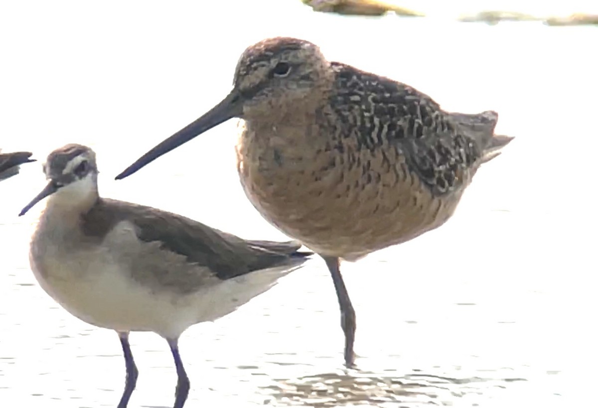 Long-billed Dowitcher - ML587122211