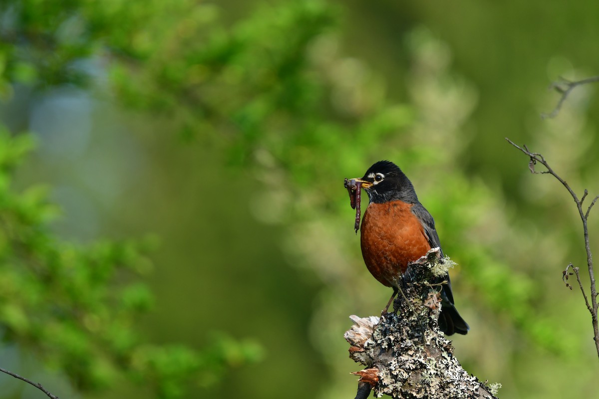 American Robin - ML587122241